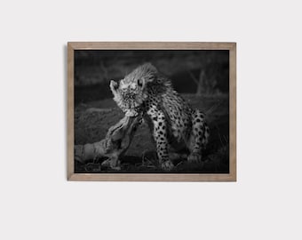 Cheetah Cub Feeding Fine Art Print: Wildlife Photography