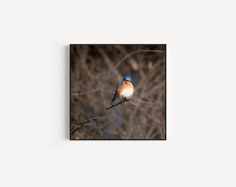 Bluebird Fine Art Print: Calming Nature Photography, Luxury Decor