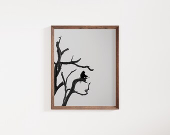 Baboon in Tree Black and White Photography - African Safari Art Print