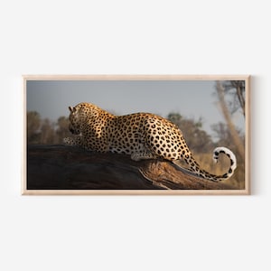 Leopard Photography Print: African Safari Nature Wall Art