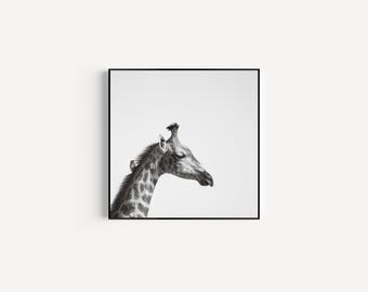 Giraffe and Oxpecker Print: Wildlife Photography, African Safari Decor
