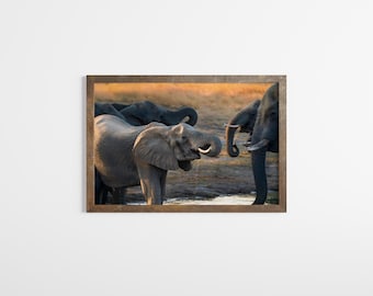 Elephant Photography Print: Wildlife Art, Golden Hour