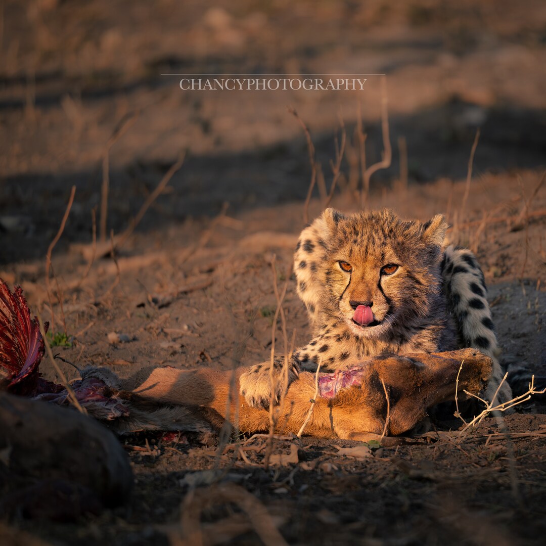 Cheetah Cub Enjoying a Tasty Meal of Fresh Antelope - Etsy UK