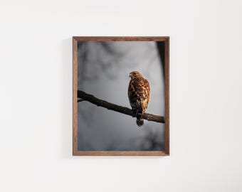 Red-Shouldered Hawk Giclée Print: Nature Wall Art