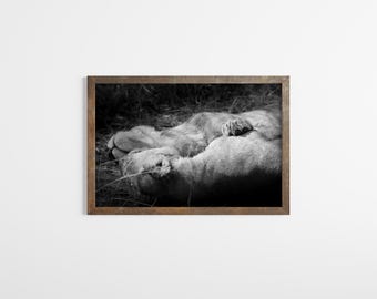 Lion's Siesta Fine Art Print: Wildlife Photography