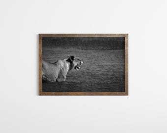 Lion River Crossing Photo: Black and White Big Cat Wall Art