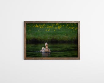 Duck and Duckling Photo: Peaceful Wildlife Nature Art Print (2x3 Aspect Ratio
