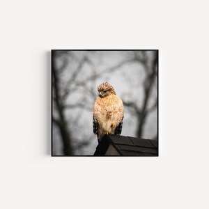 Red-Shouldered Hawk Fine Art Print: Bird Photography, Naturalist Decor