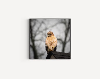 Red-Shouldered Hawk Fine Art Print: Bird Photography, Naturalist Decor