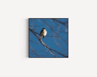 Winter Bird Fine Art Print: Calming Nature Photography