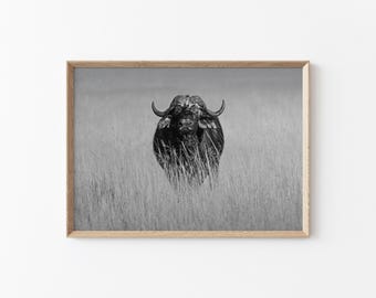 Cape Buffalo Photography Print: African Safari Decor, Black and White Art