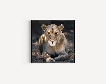 Female Lion Giclée Print: Safari Wall Art