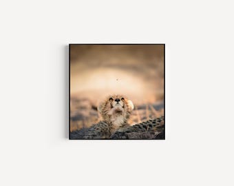 Cheetah Cub and Fly Fine Art Print: Safari Animal Photo