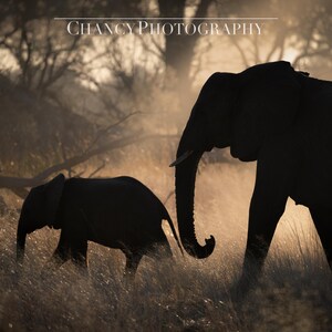 May include: Silhouette of two elephants walking through tall grass in a hazy, golden light. The larger elephant is in the foreground, while the smaller elephant is following behind.