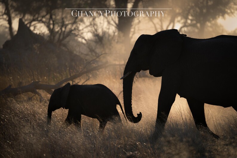 May include: Silhouette of two elephants walking through tall grass in a hazy, golden light. The larger elephant is in the foreground, while the smaller elephant is following behind.