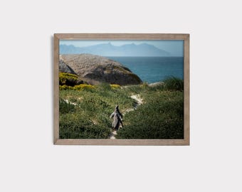 Penguins of South Africa Photography Print: Natural Wall Art
