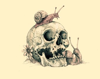 May include: A human skull with a snail on top and another snail crawling on the side. The skull is drawn in black and white, while the snails are drawn in shades of brown and pink.