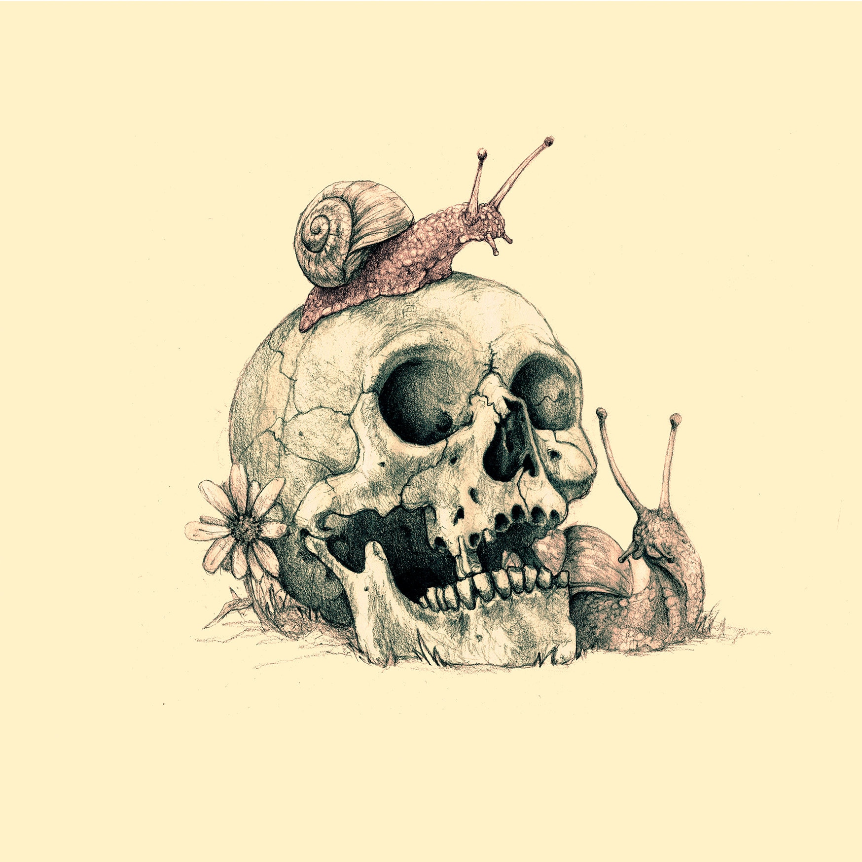 Original Drawing skull and Snails, Pencil in Digital Coloring Print Art Etsy