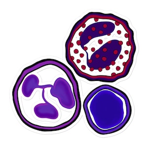 Decalque de hematologia, grande - coisas de ciência nerd | Eosinófilo | Neutrófilo | Linfócito | Glóbulos Brancos | 5,5 pol. x 4 pol.