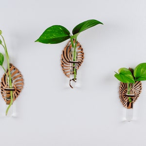 May include: Three wooden wall mounted plant holders in the shape of a leaf with a glass test tube for holding a plant. Each holder has a different plant in it.