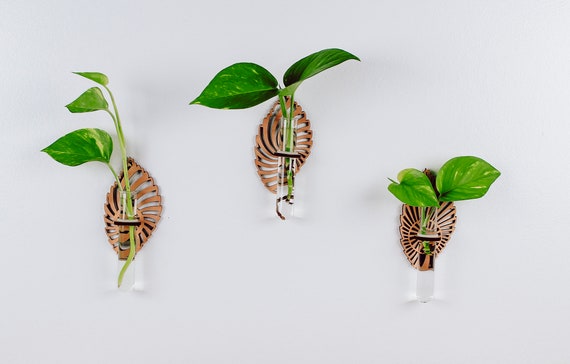 ptilotus joey plant Ptilotus Joey