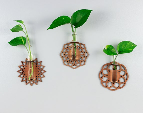 golden pothos with white Pothos 'Golden'