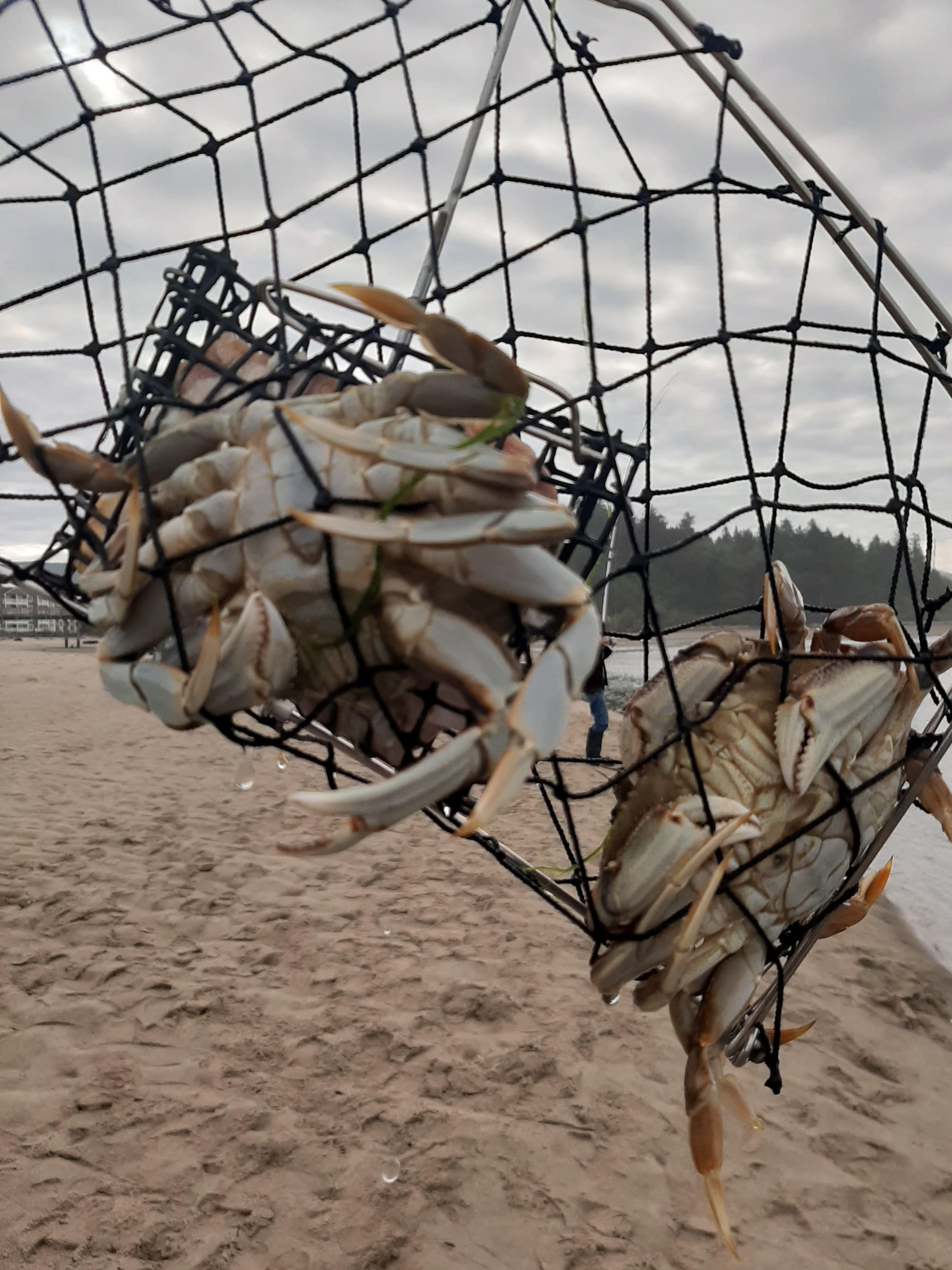 BEST CRAB CATCHER Size 20X15 57 Crabs Every Few Minute. Free Shipping