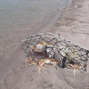 Sporty XL 24x18 Folding Crab Trap With 60' Non-Tangle Rope - Made In USA (FREE SHIPPING)