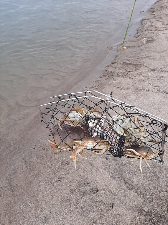 Buy SPORTY Crab Traps.us Made 20x15 Buy 3 Get FREE Mighty Mini Trap Online  in India 