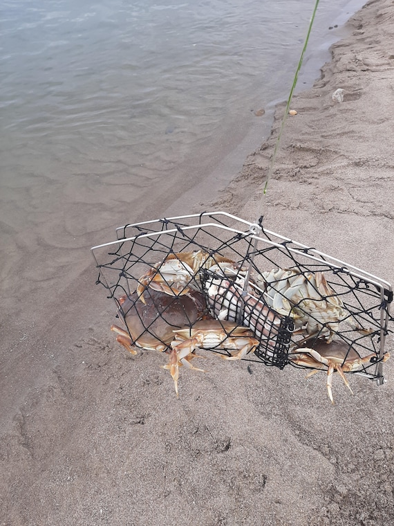 Buy SPORTY Crab Traps.us Made 20x15 Buy 3 Get FREE Mighty Mini Trap Online  in India 