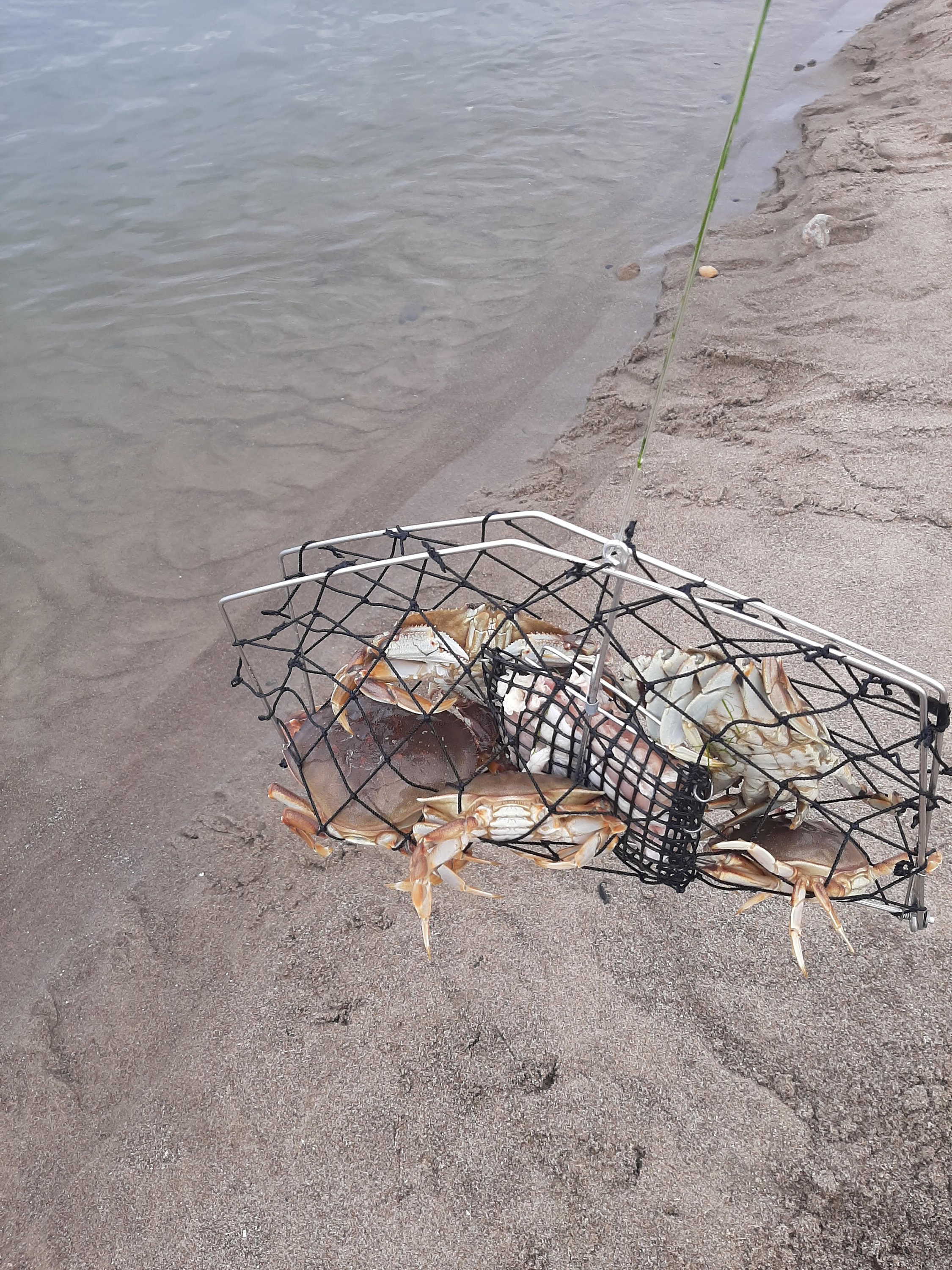 Conibear 220 Traps for sale Only 2 left at 65