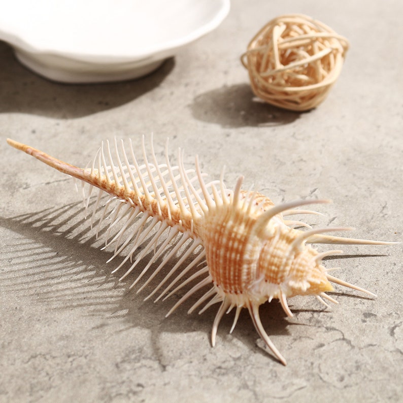 Natural Spiked Sea Shell: Mediterranean Conch Ornament (10-13cm) - Etsy