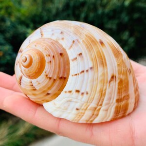 May include: A large, brown and white seashell with a spiral pattern. The shell has a smooth, glossy finish.