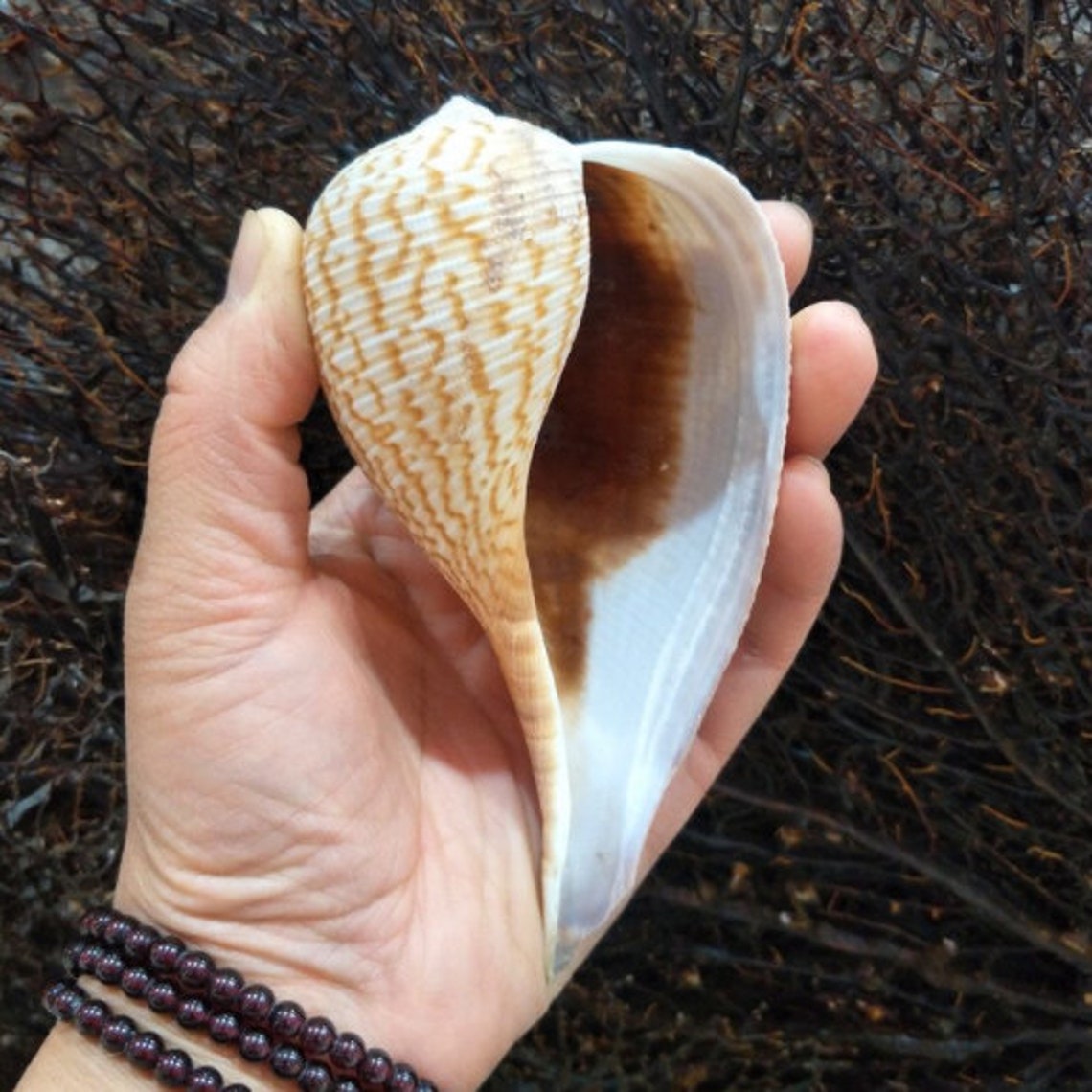 916cm LARGE Natural Conch Shell Rare Collection Specimen Etsy