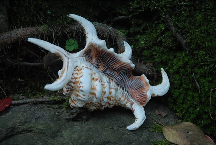 Rare Natural Water Conch Shell (12-15cm) - Hexagonal Treasure