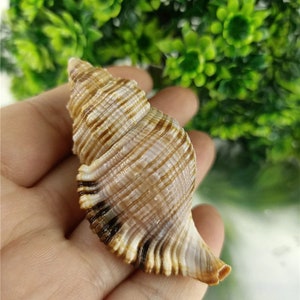6-7cm Marine Sea Decor natürliche Muschelschnecke | Natürliche Conch Shell Conch Haar Schnecke Aquarium Aquarium Dekoration Sammlung