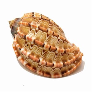 Grande decoração do mar 6-8cm artesanato natural harpaconoidalis concha harpa nativa concha carambola concha aquário ornamentos decoração de casa