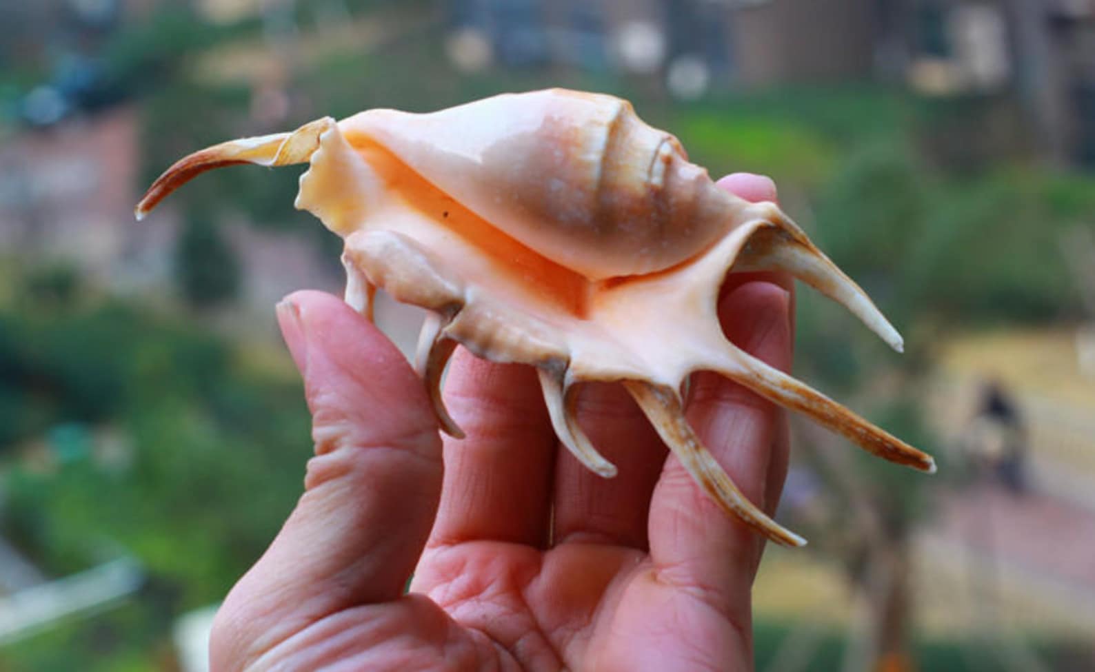 Extremely Rare 1516cm Natural Large Conch Shells Floor Etsy