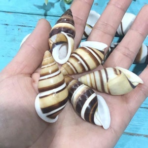 4-6cm Marine Sea Decor natural conch shell snail | Natural Conch shell | conch hair snail fish tank aquarium decoration collection