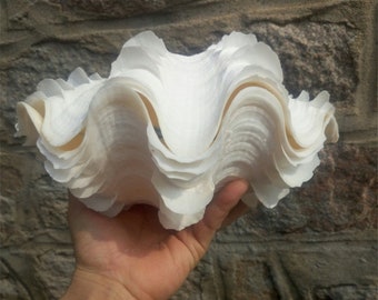 超希少　巨大シャコガイ 超希少 巨大シャコガイ