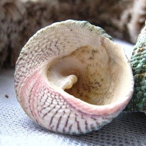 May include: A close-up of a seashell with a white, pink, and green exterior. The shell has a textured surface and a smooth, white interior.