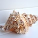 Large Natural Conch Shell: Marine Sea Decoration (25cm) - Etsy