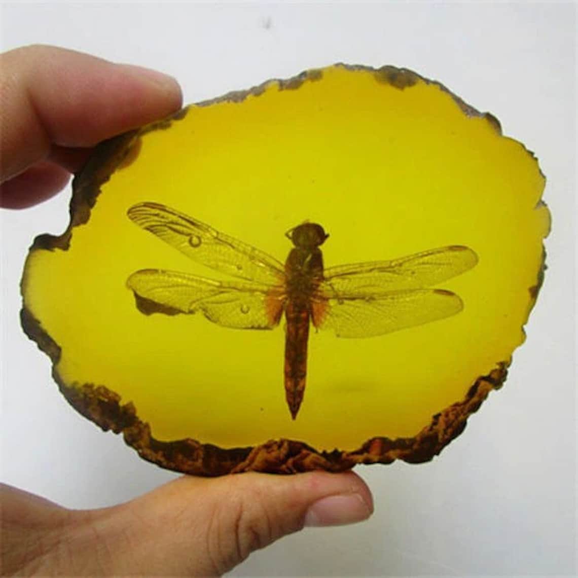 Amber Dragonfly Fossil Insects Fossil Insect Specimen Etsy
