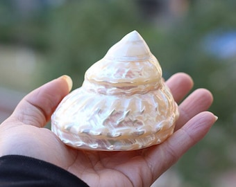 Grande conchiglia naturale Nautilus: decorazione per la casa, accessorio per acquario (7-8 cm)
