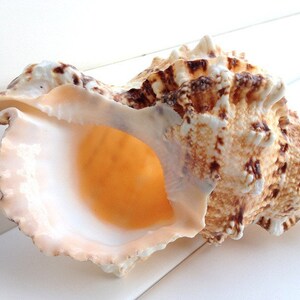 Large Natural Conch Shell: Marine Sea Decoration (25cm) - Etsy