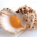 Large Natural Conch Shell: Marine Sea Decoration (25cm) - Etsy