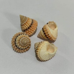 Könnte beinhalten: Vier kleine, kegelförmige Muscheln mit braunen und weißen Streifen und einer strukturierten Oberfläche.