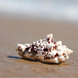 May include: A white seashell with brown markings, lying on a sandy beach.