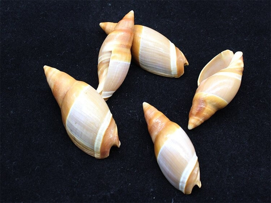2PCS Extremely Rare Natural Conch Shell Snails, Aquarium Home Decor ...