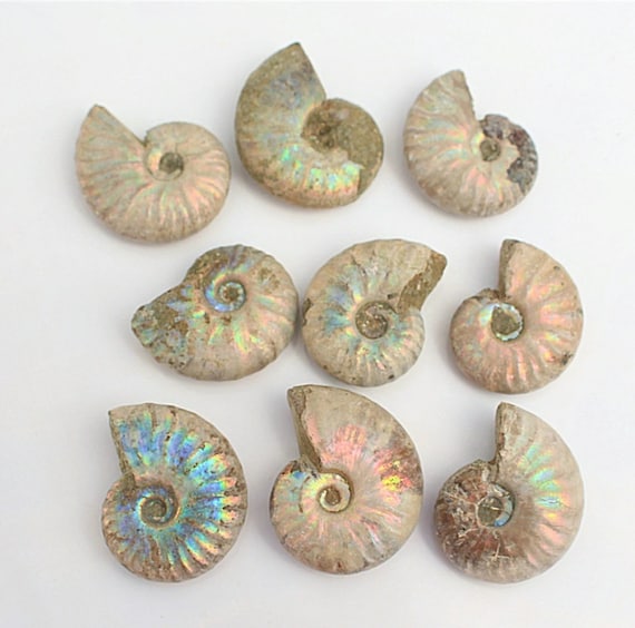 天然アンモナイト化石貝殻：カラフルな鉱物コレクション（20～40mm